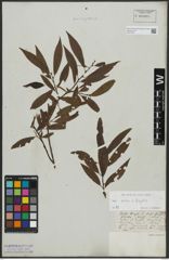 Foto von Salix alba L. x Salix fragilis L.